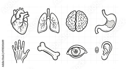 Hand-drawn human organs set: heart, lungs, brain, stomach, hand, bone, eye, ear