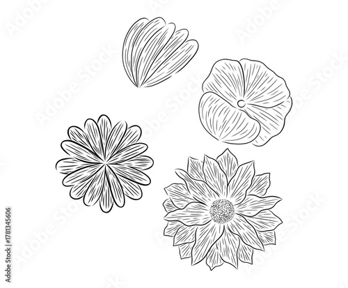DIFERENTES FLORES ESTILO LINEAL, FLORES CON DIBUJO LINEAL EN VECTOR