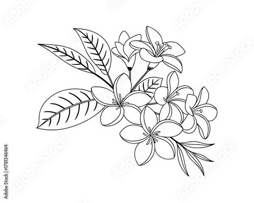 Elegant floral arrangement with plumeria flowers and tropical leaves isolated on white backdrop ready for coloring books or artistic design projects