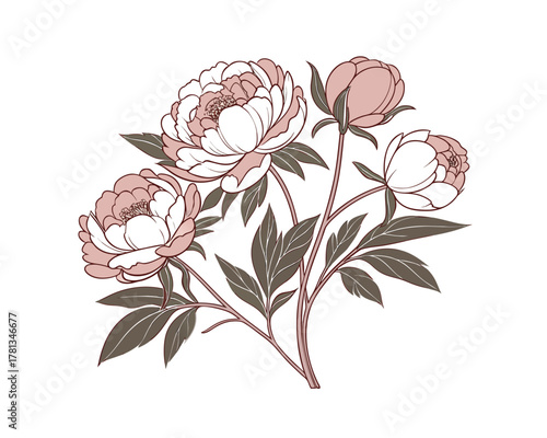 Elegant Vector Illustration of Peonies with Detailed Lines and Soft Pink Palette Isolated on White Background