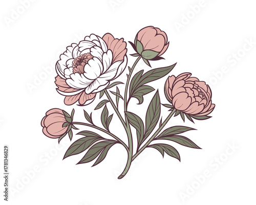 Elegant Peony Flower Vector Illustration with Delicate Petals and Artistic Outlines Isolated on White Background Ideal for Botanical Designs