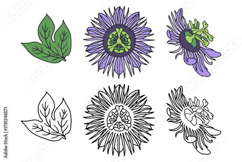 Hand drawn passion flower line art vector illustrations set isolated on white background. Colorful and black and white line passiflora