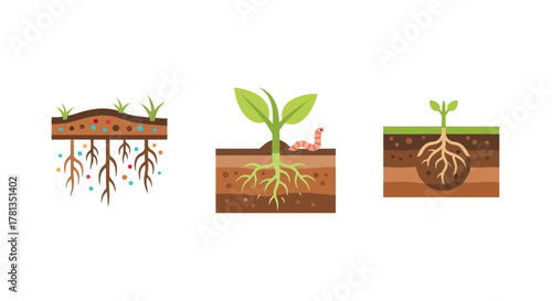 Plant growth cycle: soil and root development with seedlings and earthworm