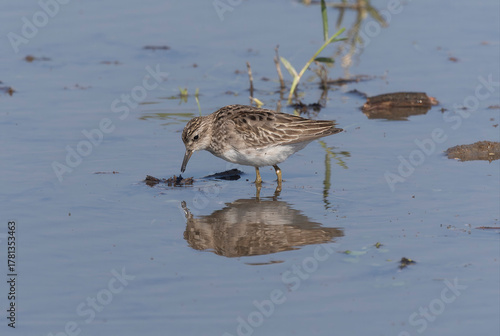 レンコン畑で餌を探すウズラシギ