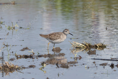 レンコン畑で餌を探すウズラシギ