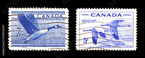 Canada mail stamp Nature theme, vintage commemorative postage isolated on black background. Birds, goose and whooping crane, 