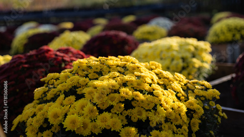 Canvas Print chrysanthème
