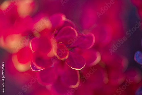 Abstract close-up of vibrant red petals