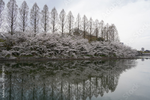 Cherry blossom at Osaka Castle Park