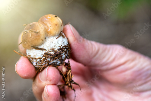 Hand holding two small porcini mushrooms freshly picked from forest during autumn season