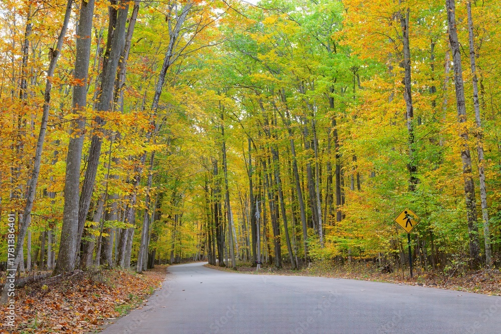 Obraz premium road in autumn forest