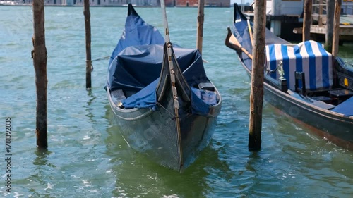 Gondolas tied to wooden poles gently rocking on the water in venice. Venetian gondolas resting beneath blue tarpaulins, wooden mooring poles surrounding them, creating reflections in green lagoon