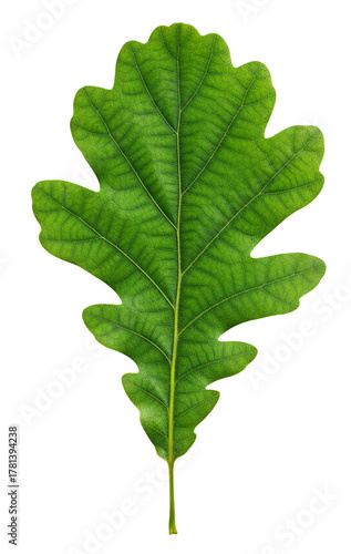 Bright oak leaf with expressive veins, presented as studio isolate. An excellent natural element for decoration, symbolizing strength, longevity and the change of seasons.