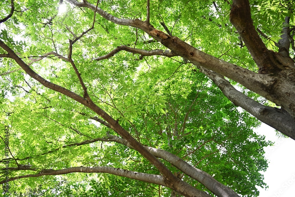 Obraz premium Fresh green leaves of Zelkova serrata (Japanese Keyaki). Ulmaceae deciduous tree. The sawtooth leaves are alternate and the fresh green leaves in early summer are beautiful.