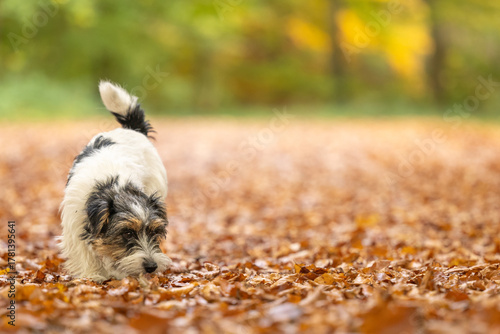 Cut tricolor small one year young Jack Russell Terrier dog is following a trail outdoors in autumn
