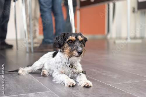 Dog is relaxing and waiting in a public building - small Jack Russell Terrier 3 years old