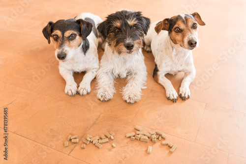 Three obedient dogs make room  in anticipation of food - Jack Russell Terrier