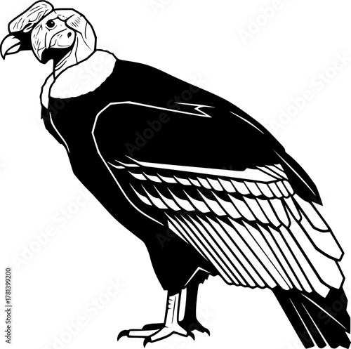 Silhouette of a majestic andean condor standing tall

