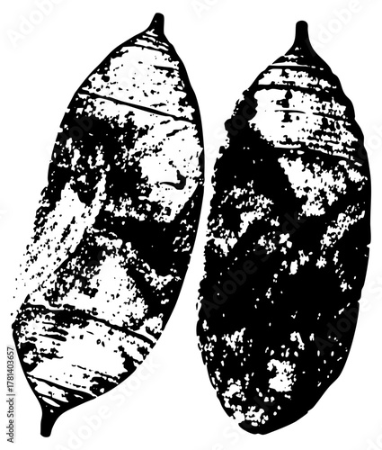 Chrysalis Illustrates Transformation in Nature