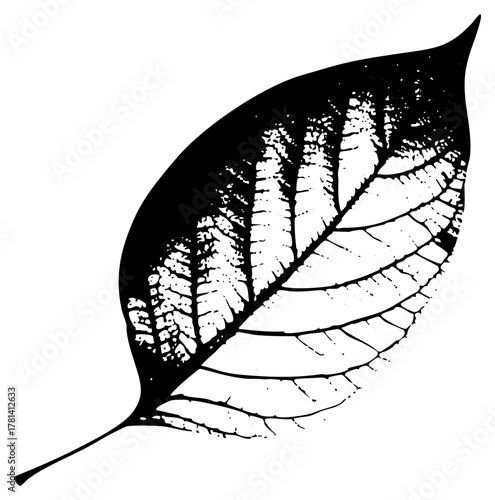 Leaf illustrates duality with halftone in botanical study