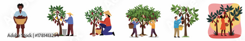 Colorful Flat Illustration of People Harvesting Cacao Beans from Tree Farm