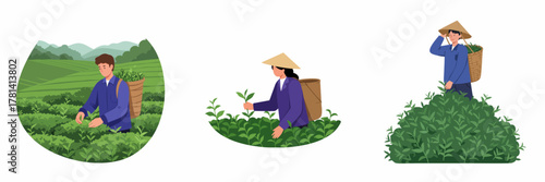 Flat Design Tea Picker Illustration Collection of Asian Farmer Harvesting Plant