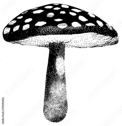 Mushroom Illustrates Detail in Botanical Study