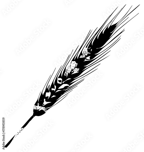 Wheat stalk illustrates harvest in autumn