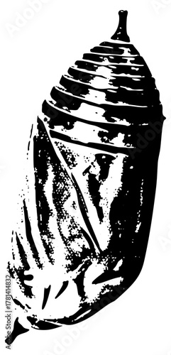 Chrysalis transforms in nature