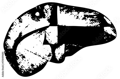 Liver illustration anatomy in medical diagrams