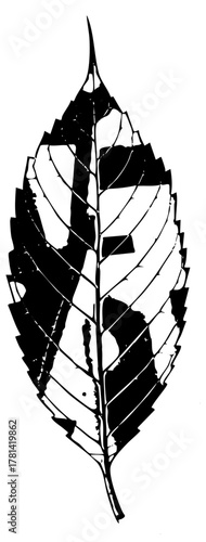 Leaf illustrates botanical study