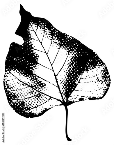 Leaf illustrates decay in autumn