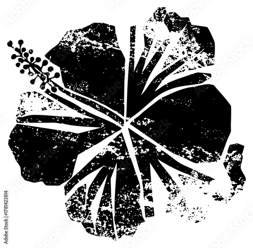 Hibiscus flower illustrates texture in a botanical study