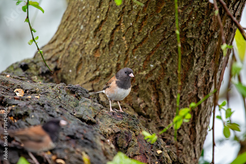 Dark-eyed junco (Junco hyemalis) spotted in Central Park New York city park urban winter grounds