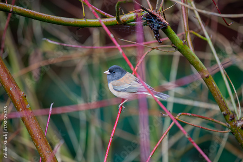 Dark-eyed junco (Junco hyemalis) spotted in Central Park New York city park urban winter grounds