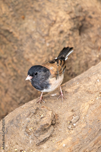 Dark-eyed junco (Junco hyemalis) spotted in Central Park New York city park urban winter grounds