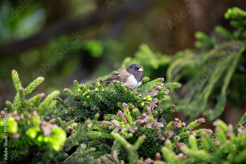 Dark-eyed junco (Junco hyemalis) spotted in Central Park New York city park urban winter grounds
