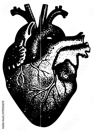 Human heart illustrates anatomy in medical education