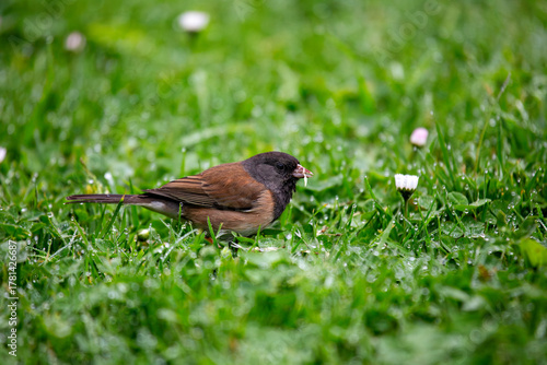 Dark-eyed junco (Junco hyemalis) spotted in Central Park New York city park urban winter grounds