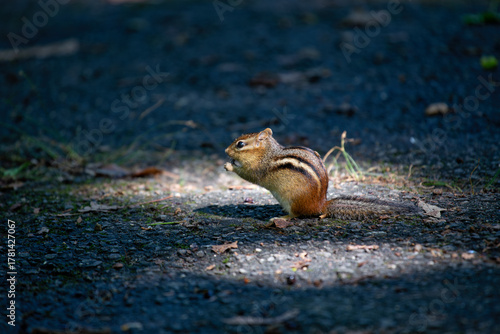 Eastern chipmunk (Tamias striatus) spotted in New York urban park woodland