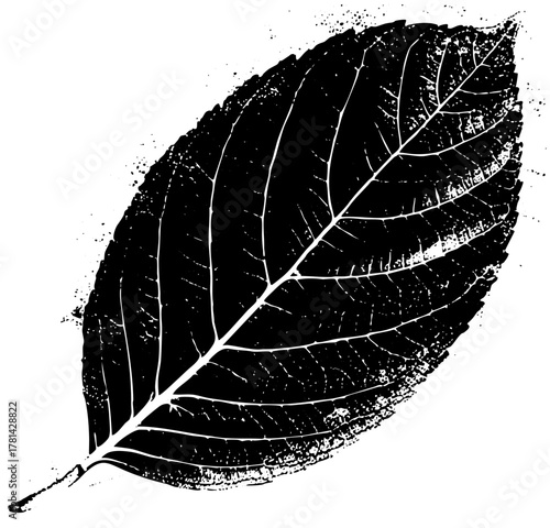Leaf illustrates detail in botanical study