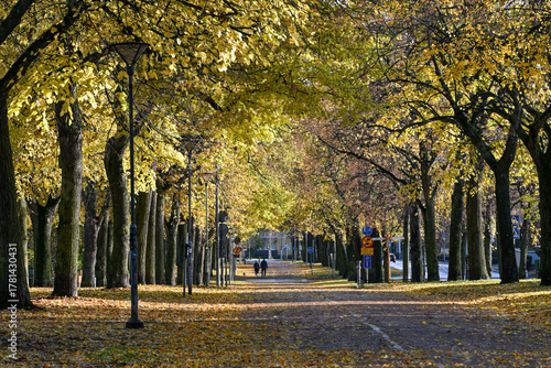 Wallpaper Mural The Southern Promenade during a November morning in Norrköping, Sweden. The Promenades in Norrköping were inspired by Paris boulevards. Torontodigital.ca