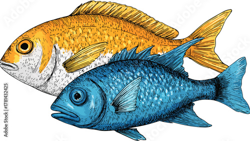 Underwater Scene with Fish Drawing in Vector Format