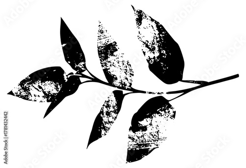 Leaf Branch Illustrates Texture in Botanical Study