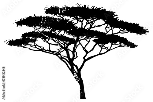 Acacia Tree Stands Silhouetted Against Landscape