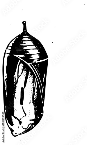 Chrysalis transforms in illustration