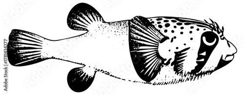 Pufferfish Illustrates Mechanism in Oceanography