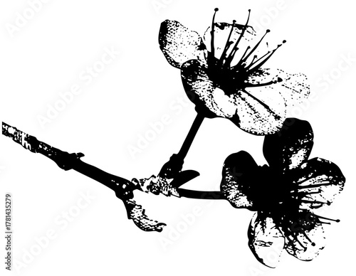 Cherry blossoms bloom dramatically in spring