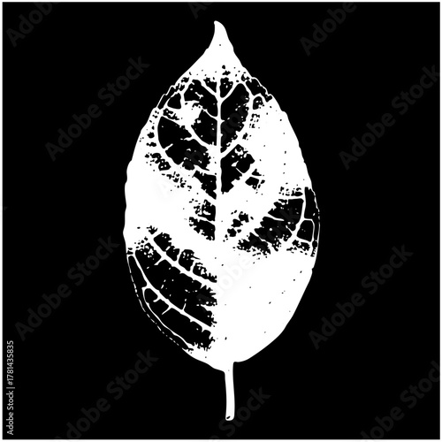 Leaf illustrates decay in botanical study