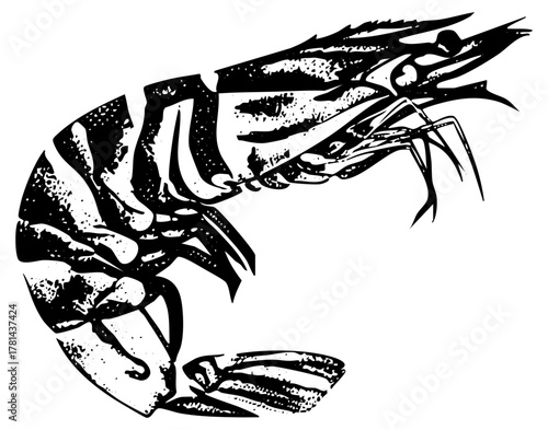 Shrimp Illustrates Anatomy Detail in Seafood Design